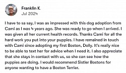 Boston terrier