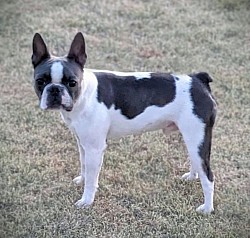 Boston terrier stud