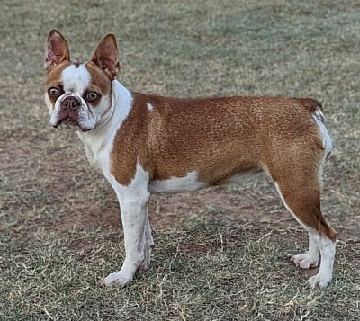 Boston terrier