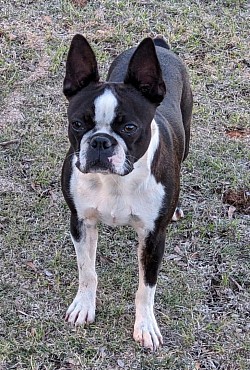 Boston terrier