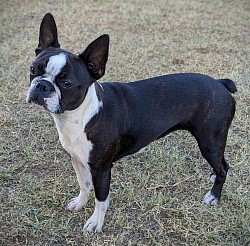 Boston terrier