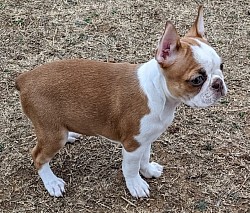 Boston terrier