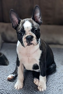 Boston terrier